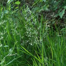 Image result for Agrostis quinqueseta