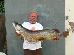 Some kinds of fish only live in one or two springs, or in a specific lake. Monster Northern Pike From Idaho S Lower Twin Lake Should Be New State Record
