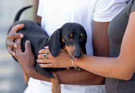 This housing assistance is issued primarily in the form. Movement Aims To Make Veterinary Care More Affordable The Bark