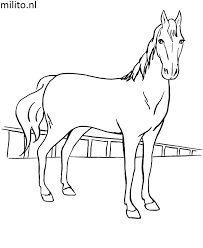 Dit is een foto van het elegante paard van deze kleurplaat verschijnt plat op zijn achterpoten. Tekening Het Paard Van Sinterklaas