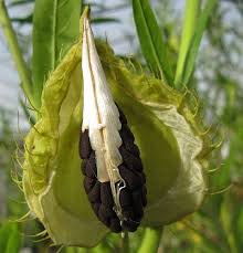8 Of Nature S Most Beautiful Seeds Ecorazzi Milkweed Seeds Seed Pods Seeds