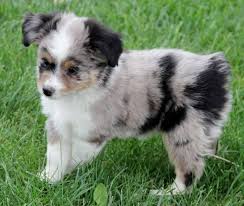 Join millions of people using oodle to find puppies for adoption, dog and puppy listings, and other pets adoption. Toy Mini Australian Shepherd Pups For Sale Co Tug Yurhart Aussie Puppies Australian Shepherd Mini Australian Shepherds