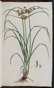 Image result for Cyperus difformis
