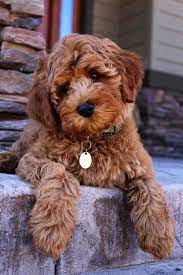 Labradoodle Puppy Adoption Labradoodle Puppy Puppy Adoption Goldendoodle Puppy