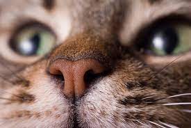 Il mio gatto ha il naso secco: significa che sta male? | zooplus Magazine