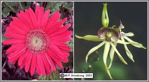 Dicotyledon, any member of the flowering plants, or angiosperms, that has a pair of leaves, or cotyledons, in the embryo of the seed. Flowering Plants