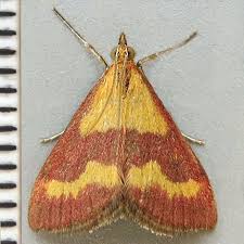 Image result for Pyrausta sanguinalis