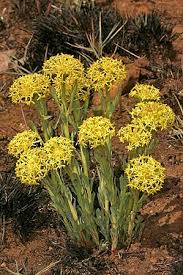 Image result for Gnidia kraussiana