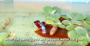 A Visit To A Betta Fish Farm Plus Some Tips To Successful Breeding Dexter S World