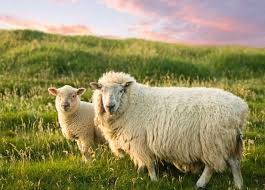 101 Irish Slang Words: A LOCALS 2020 Guide to Irish Phrases