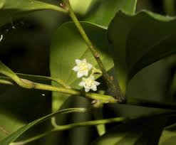 Image result for Cryptocarya