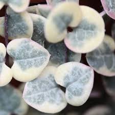 Image result for Ceropegia schultzei