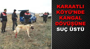 Burdur Da Kangal Dovusu Koylulere Ceza Yagdi Burdurweb Burdur Haber
