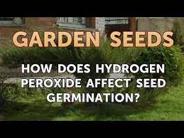 I use the dish soap trick to keep pests off my trees and strawberries but my lawn keeps getting invaded with grubs from my neighbors. How Does Hydrogen Peroxide Affect Seed Germination Youtube