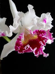 Pin On Flower Guide