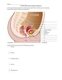 Female Reproductive System Diagrams