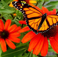 We did not find results for: Debbie S Corner Greenhouse Home Facebook