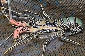 Lobster adalah hewan omnivora atau pemakan segala. Berikut Ini Perbedaan Antara Lobster Air Laut Dan Air Tawar Bangka Sonora Id