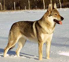 They weigh between 44 and 54 pounds, have a height of about 24 to 26 inches and can live to be between 12 and 16 years old. Czechoslovakian Wolfdog Wikipedia