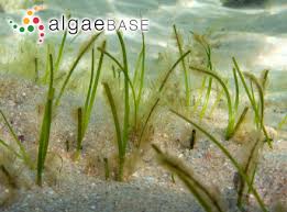 Image result for Zosteraceae