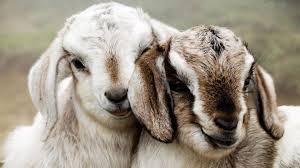 We did not find results for: Goat Wallpaper For Android Apk Download