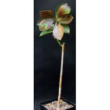 Image result for Synadenium grantii