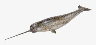 04 Natty Narwhal Fish That Looks Like Unicorn Free Transparent Png Download Pngkey This is a step by step follow along drawing lesson. 04 natty narwhal fish that looks like