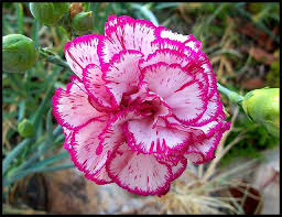 Dianthus Caryophyllus Birth Flowers January Birth Flowers Carnation Flower