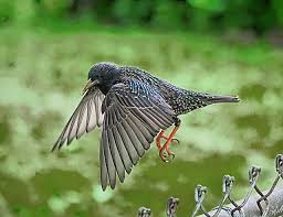 Common starling