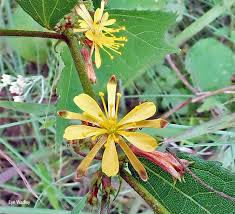 Image result for Triumfetta pentandra