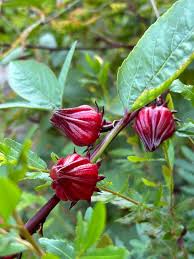 Image result for Hibiscus
