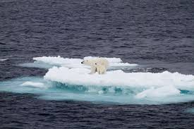How Does Global Warming Affect Animals Global Warming Photos Global Warming Effects Of Global Warming