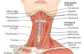 Muscles of the arm anatomy labeled diagram human head and neck. Axial Muscles Of The Head Neck And Back Anatomy And Physiology I