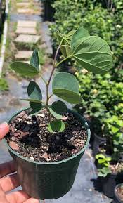 Image result for Bauhinia bowkeri