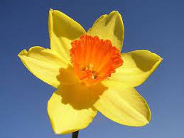 Top 20 Most Beautiful Flowers In The Entire World March Birth Flowers Narcissus Plant Daffodil Flower