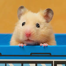 Search by zip code to meet available dogs in your area. Hamsters For Sale Near Me Home Facebook