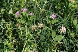 Image result for Trifolium pseudostriatum