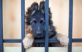 Check spelling or type a new query. Don T Be Fooled 8 Harmful Lies Pet Stores Love To Tell Puppy Leaks