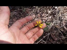 Image result for Dolichos kilimandscharicus