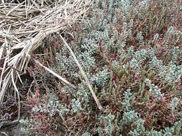 Image result for Chenolea