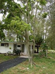 It can drop its leaves if not cared for correctly but other than that it's a great ficus benjamina or as it's more commonly known, the weeping fig, is a common indoor houseplant which comes in multiple different looks and styles. Weeping Fig Plant Information Growing And Caring For Weeping Figs Outdoors