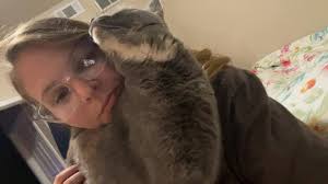 19/14/22. Please shard for worried Owner.