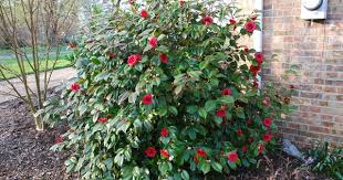 These Same Cultivars Are Also Reliable Planted In Zone 7 Here Is A Sampling Of The Best Zone 6 Hard Front Yard Landscaping Design Evergreen Bush Camellia Tree