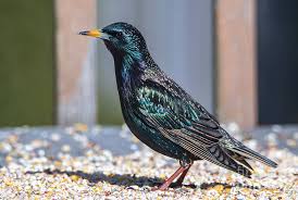 Welcome to 'the mall in a park', damansara uptown's eco & lifestyle mall. Bright Colors Of The Starling Bird Photograph By Sandra J S