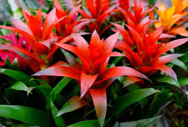 A relatively new variety to the houseplant world, this stunner shows off dark green leaves elegantly flushed with bright red or pink. Red Indoor Plants Types Houseplant Ideas Designing Idea