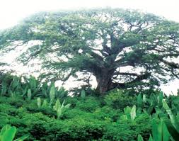 Home gardens can also be called as multitier system or multitier cropping. International Partnership For The Satoyama Initiative Home Garden Agroforestry Practices In The Gedeo Zone Ethiopia A Sustainable Land Management System For Socio Ecological Benefits