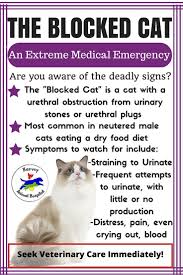 The cause of blockage is often associated with the presence of stone and crystals. A Urinary Blockage Is A Life Threatening Condition It Can Be Fatal In As Little As 24 Hours And Symptoms Are Not Always Cat Care Cat Health Care Vet Medicine