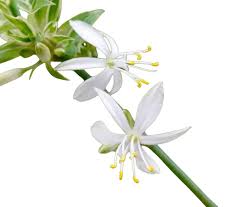 Image result for Chlorophytum pauper