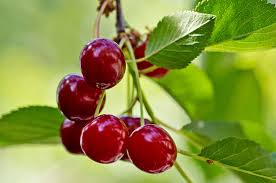 08.01.2020 · are cherries good for you? 5 Health Benefits Of Cherries Think Health Magazine