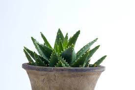 Snake plant atau lidah mertua. Begini Cara Menanam Dan Merawat Lidah Buaya Agar Tumbuh Banyak